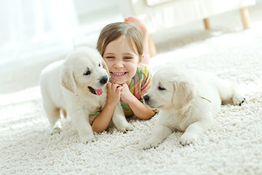 fresh carpets after pet urine treatments